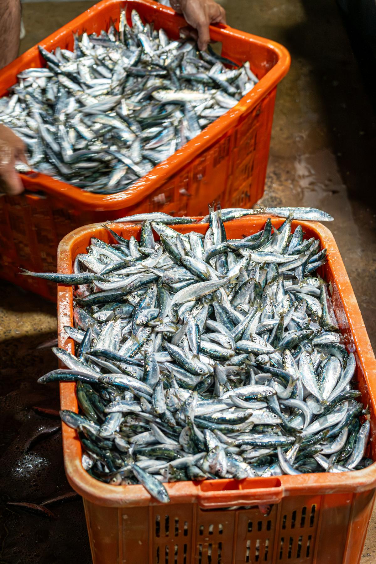 Aquaculture Sector