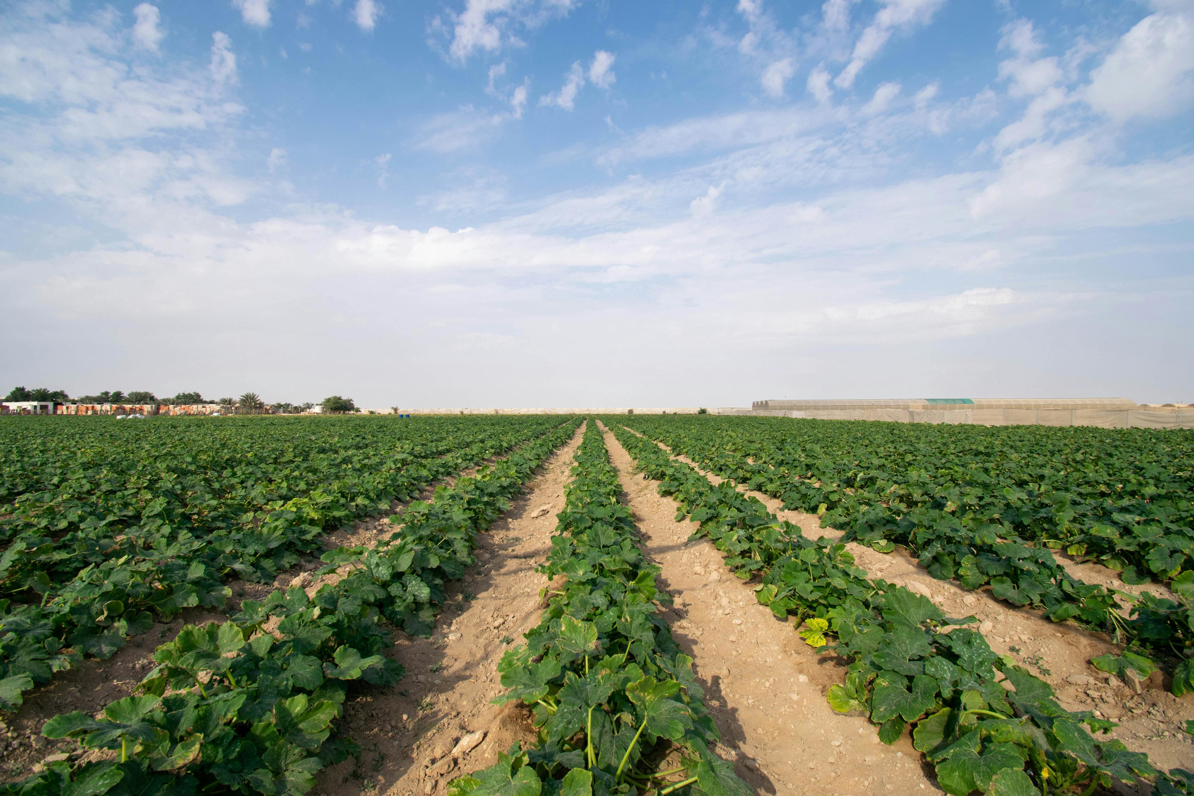Agricultural landscape background